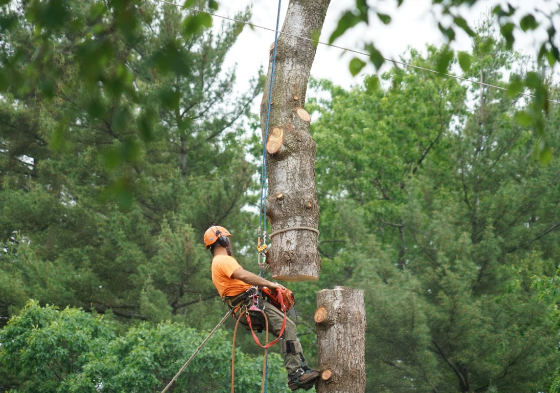 An image of Tree Removal Services in Terrytown LA