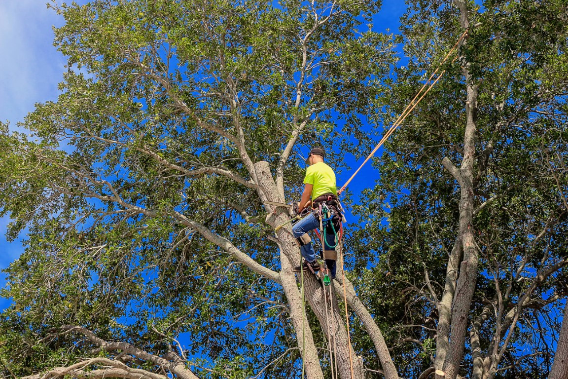 An image of Tree Trimming Services in Terrytown LA