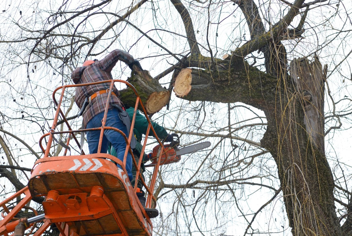 An image of Tree Cutting in Terrytown LA