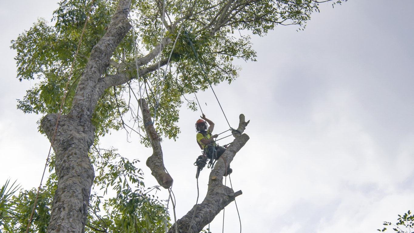 An image of Tree Company in Terrytown LA