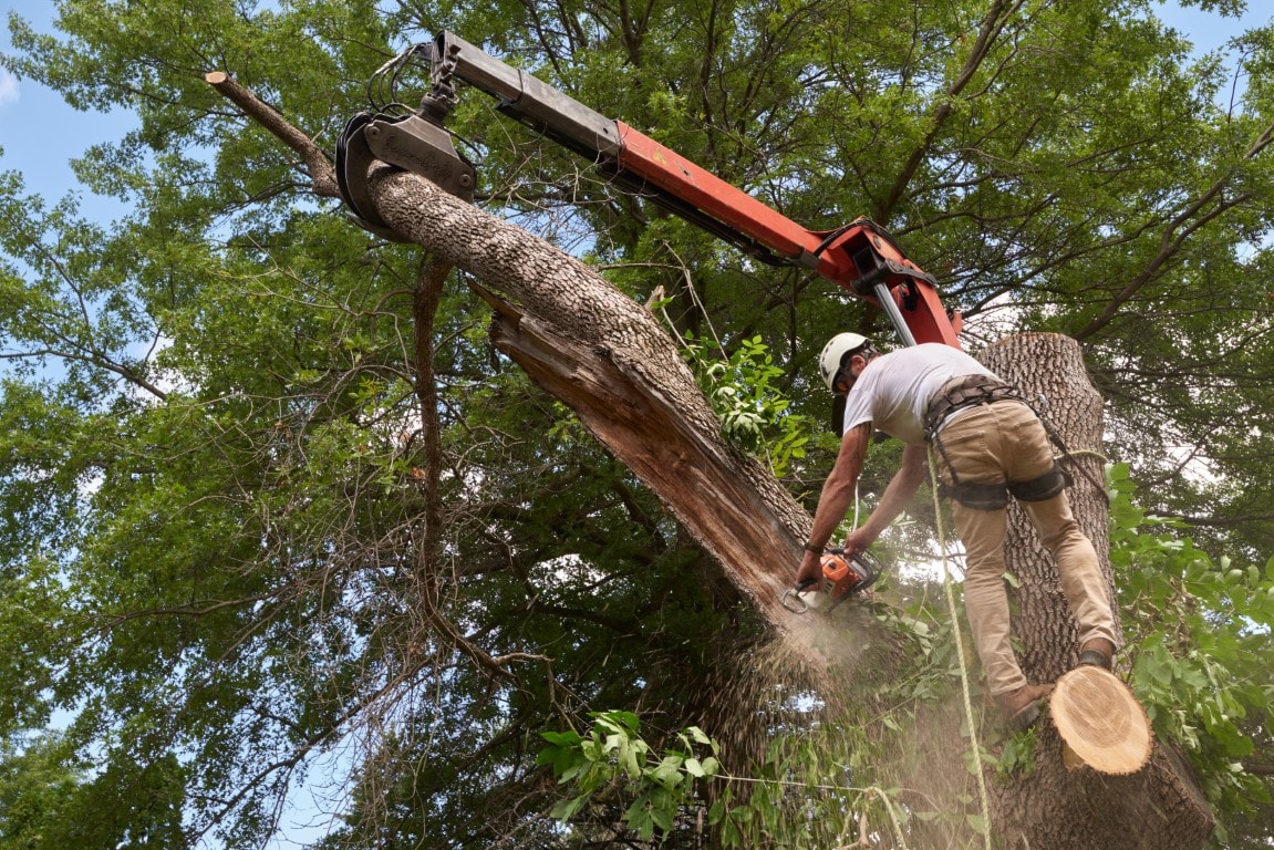 An image of Tree Services in Terrytown LA